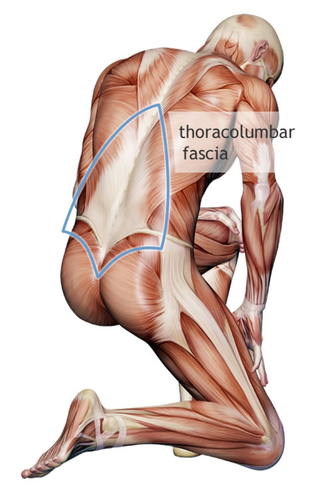 Illustration for article titled How a Mysterious Body Part Called Fascia Is Challenging Medicine